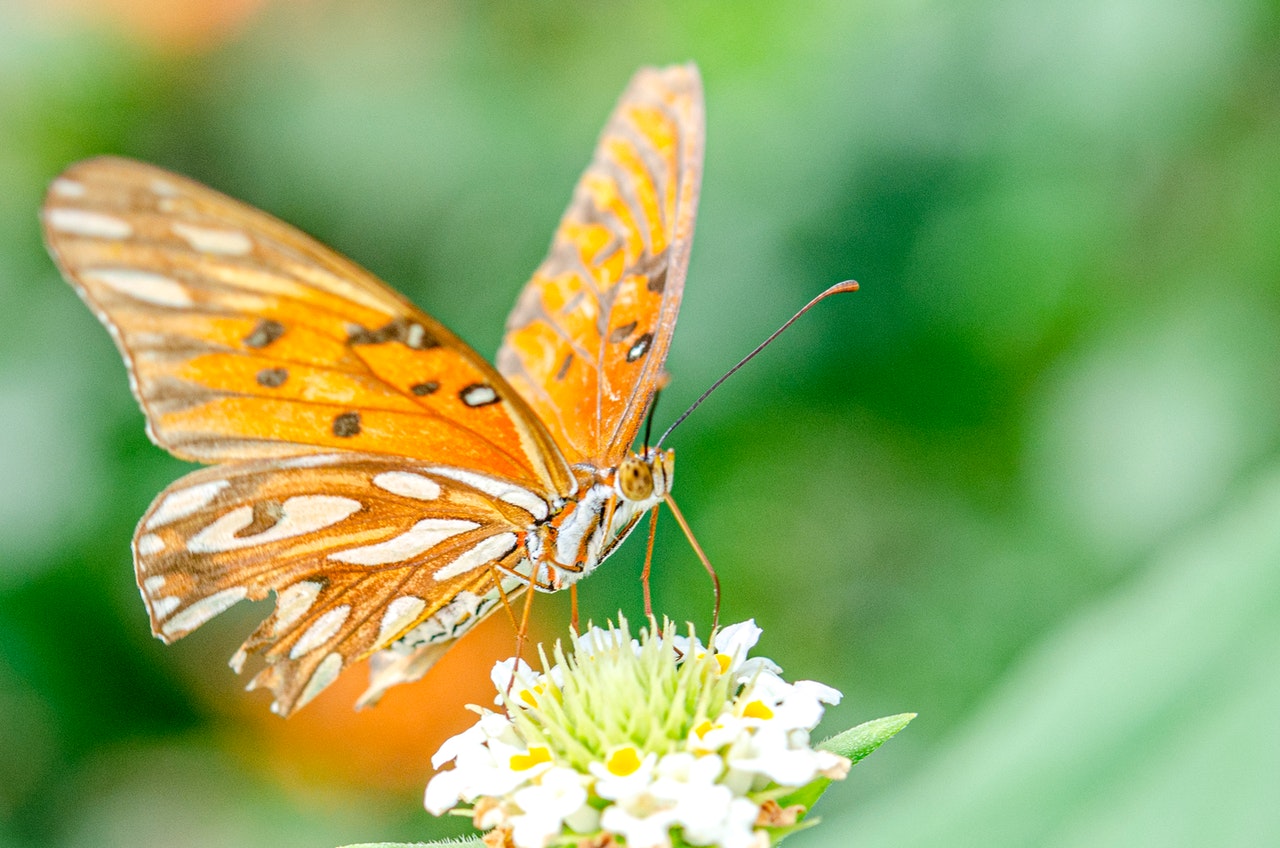Brown and White Butterfly on White Flower.jpg