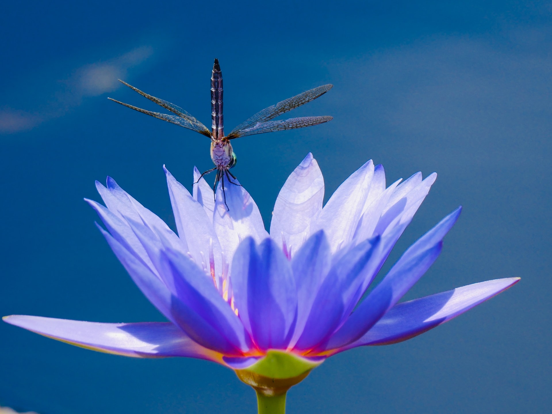 A dragonfly on a flower
