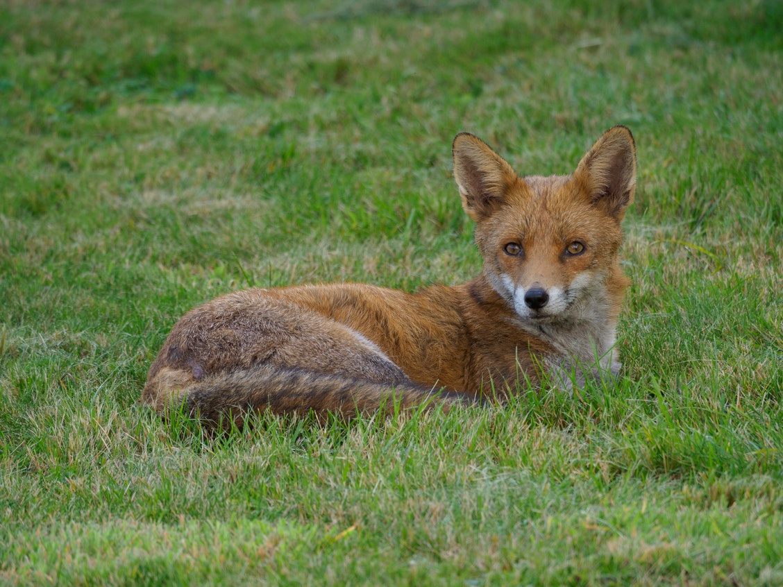 Brown Fox Lying on Green Grass Field.jpg