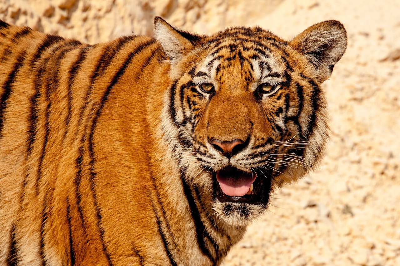 Shot of a tiger roaring.jpg