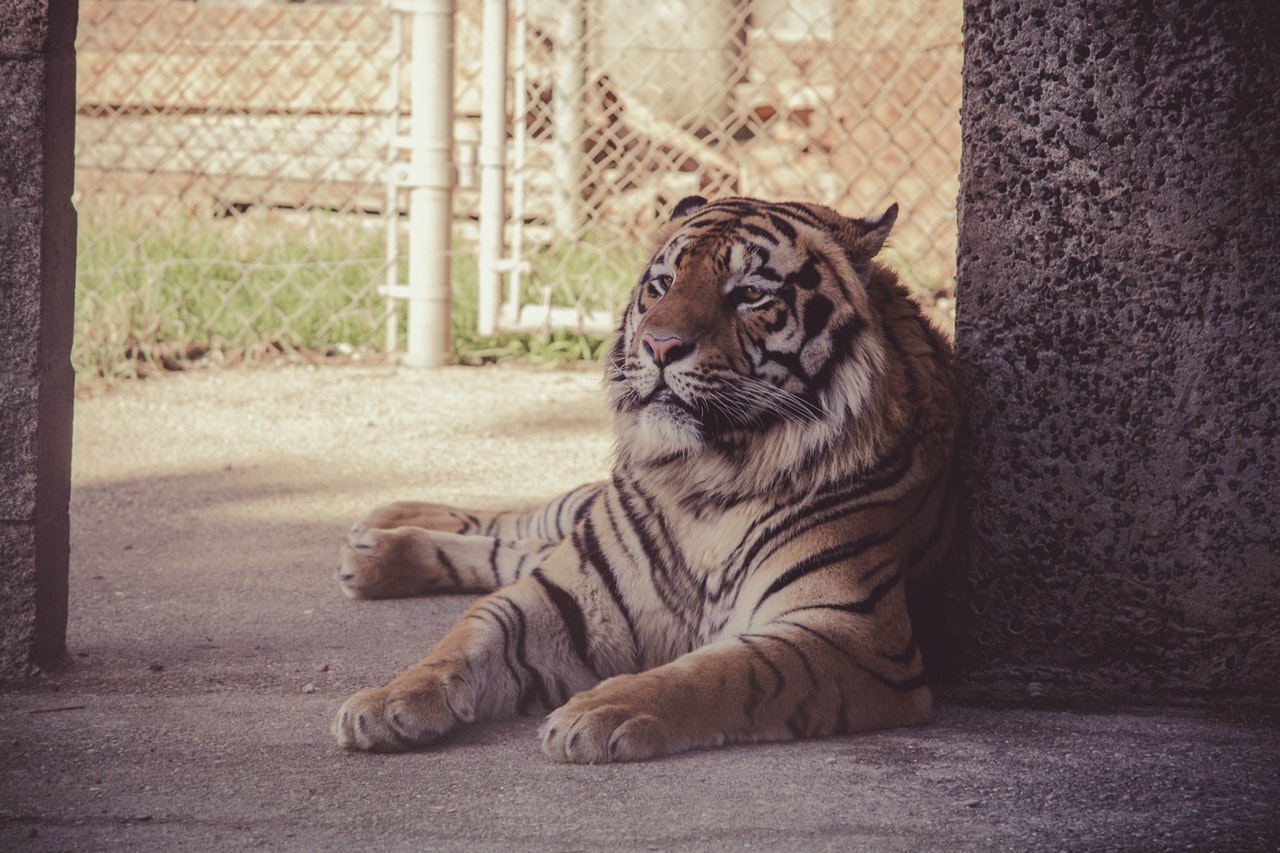 Tiger lying with back resting on pillar.jpg
