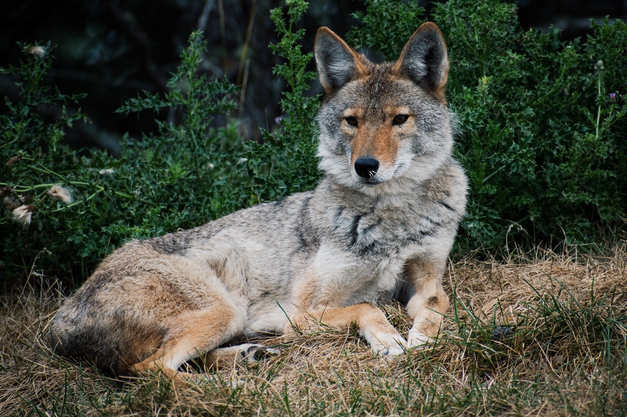 Seeing A Coyote Meaning Spiritual Symbolism - Symbolizes Playfulness, Adaptability