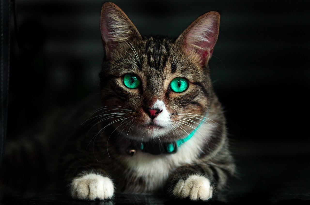Brown Cat With Green Eyes.jpg