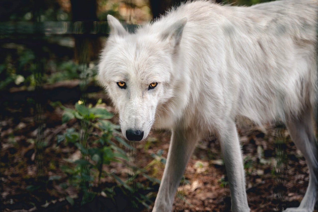 White Wolf in the Forest