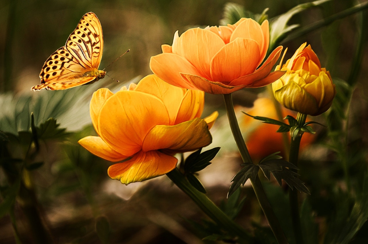 Orange Flower With Butterfly.jpg