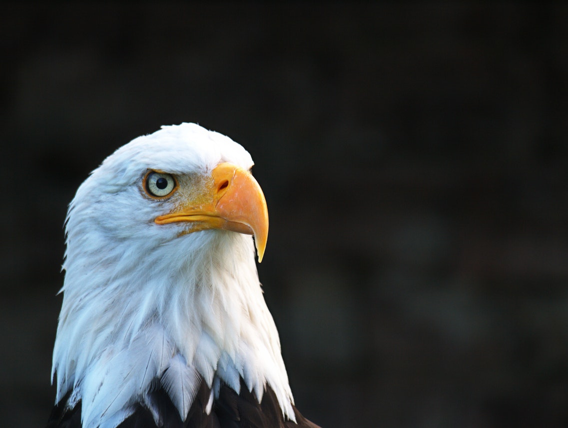 American Eagle Photo.jpg