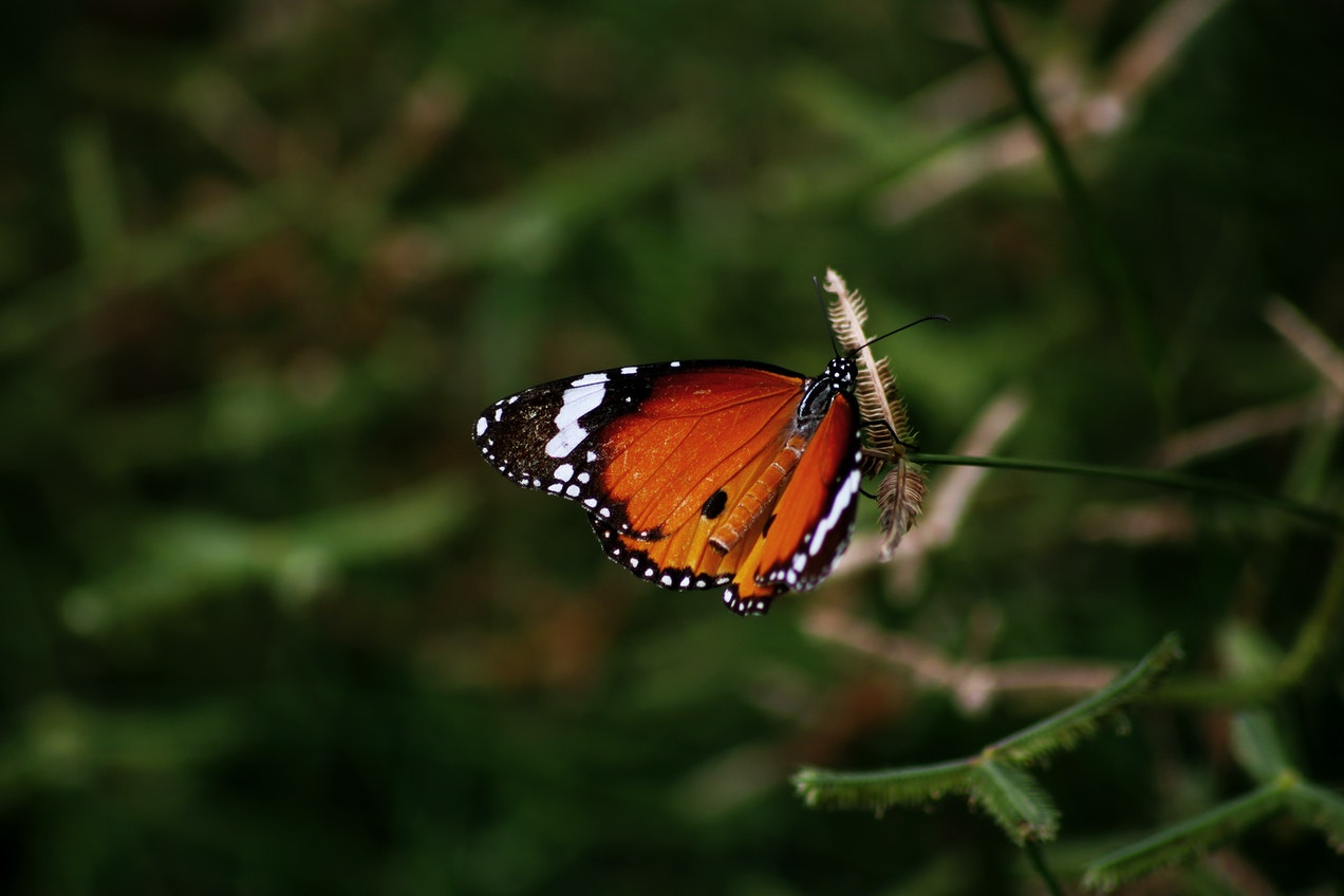 Butterfly hanging on tree leaf.jpg