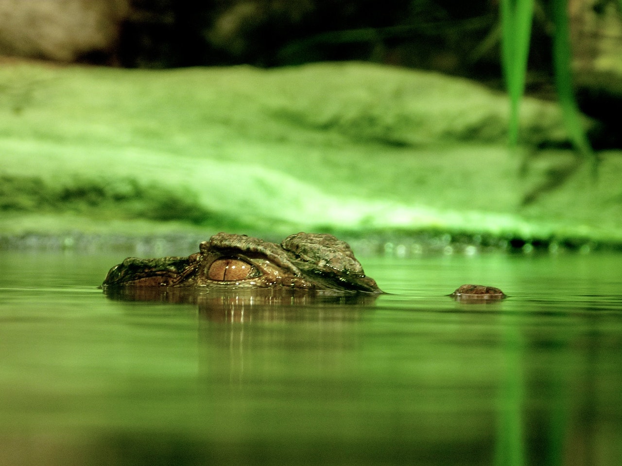 Alligator Dreams Interpretation Spiritual Meaning - Able To Manifest Your Thoughts And Ideas