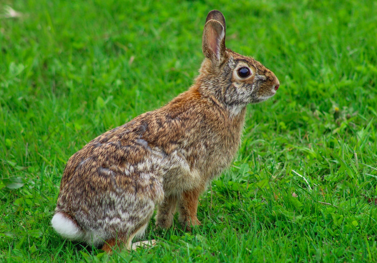 A Brown Rabbit on Green Grass