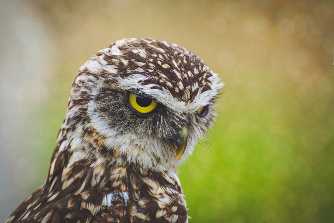 Brown Owl staring while neck turned around.jpg