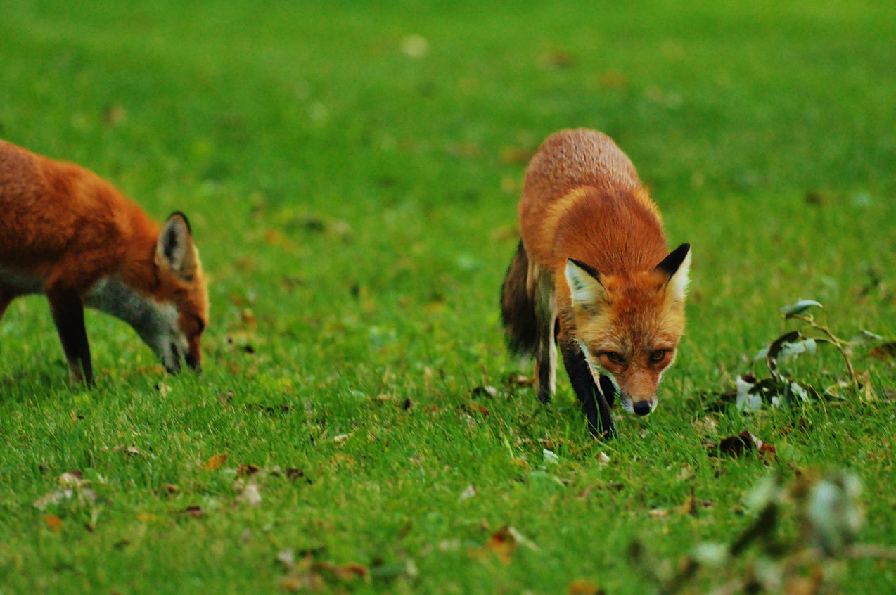 Brown Fox Walking on Green Grass.jpg