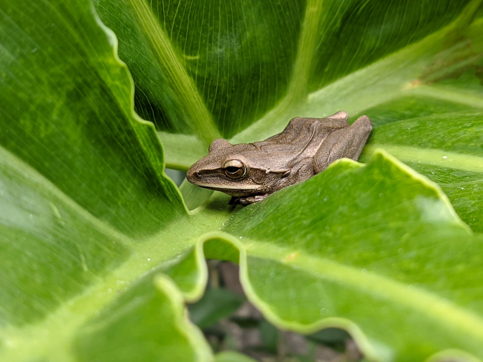 Close Up Photo of Frog on Green Leaf.jpg