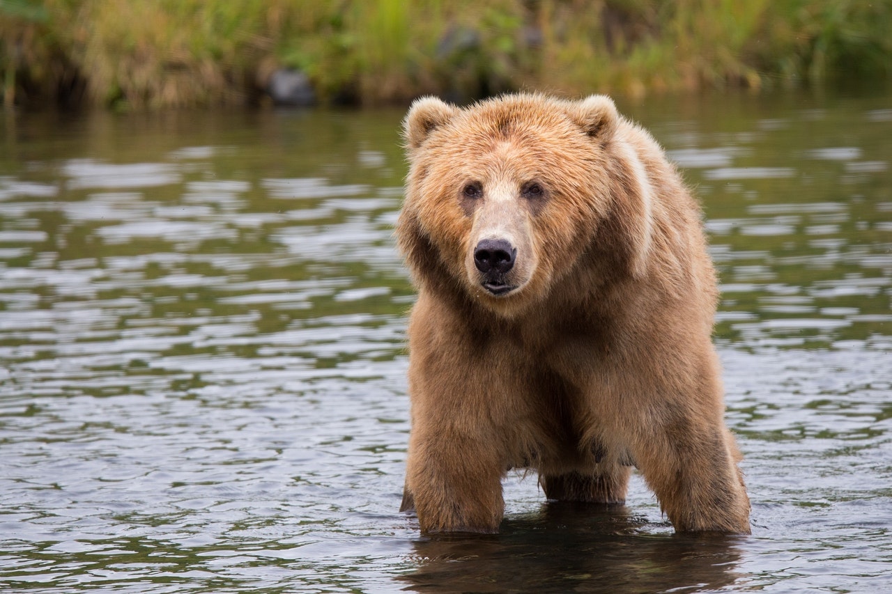 Brown Bear on a Body of Water.jpg