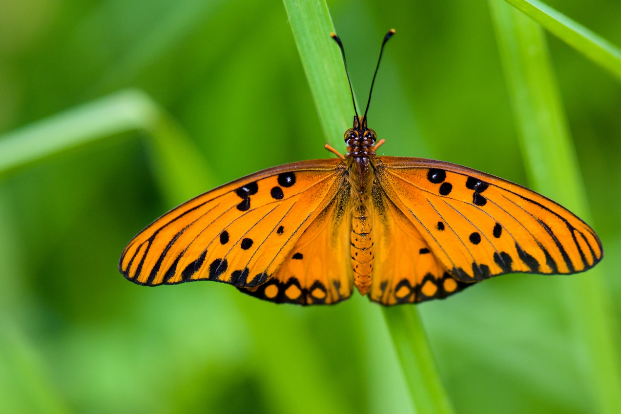 A Close-up Shot of a Butterfly.jpg
