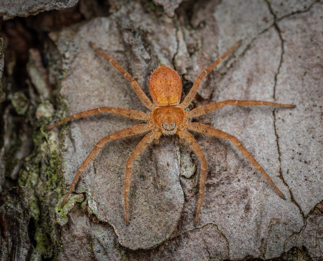 Nursery Web Spider on Rock.jpg