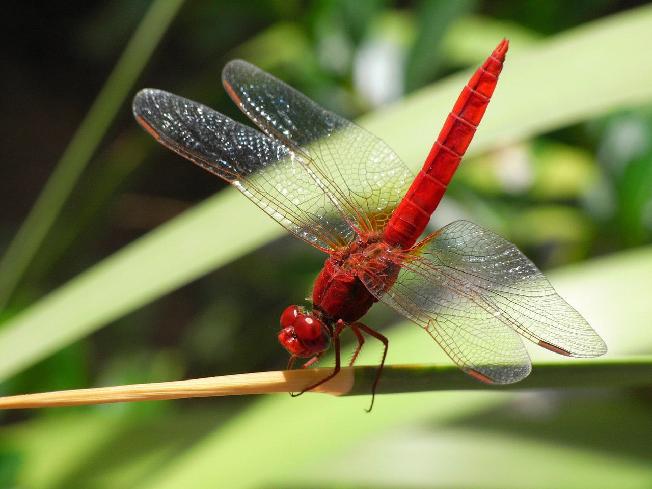 Red Dragonfly sitting on tree branch.jpg