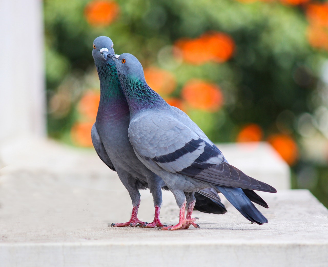 Two pigeons with green shade around their neck.jpg