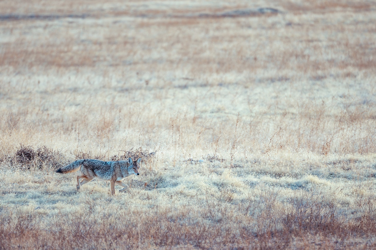 Coyote looking away attentively while hunting in wild nature.jpg