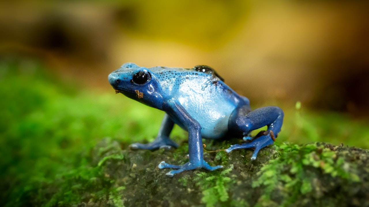 Blue Frog on Green Surface.jpg