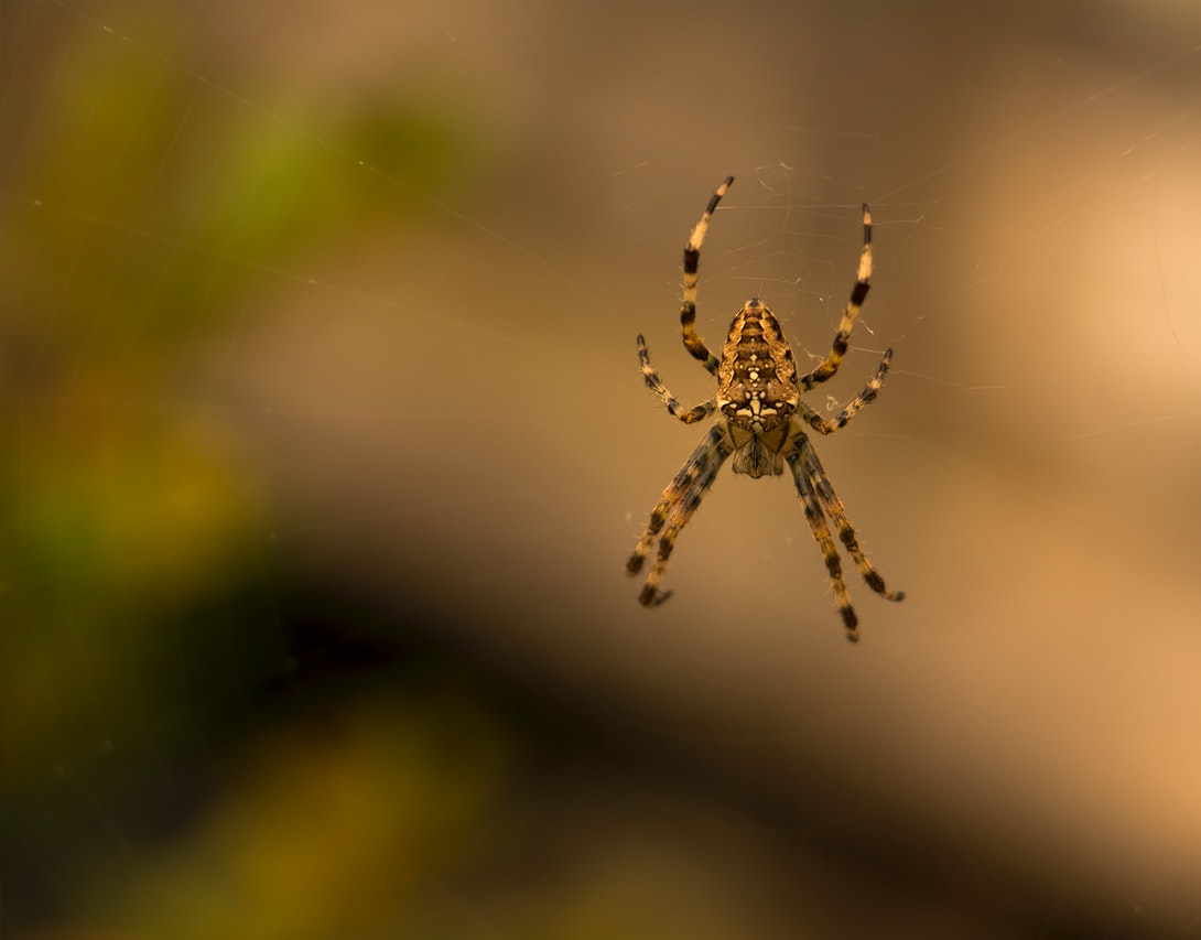 Brown spider making web.jpg