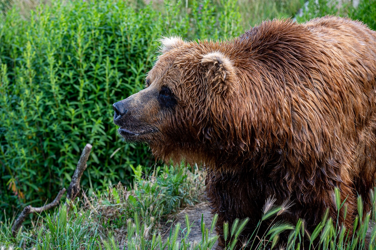 Brown Bear on Green Grass.jpg