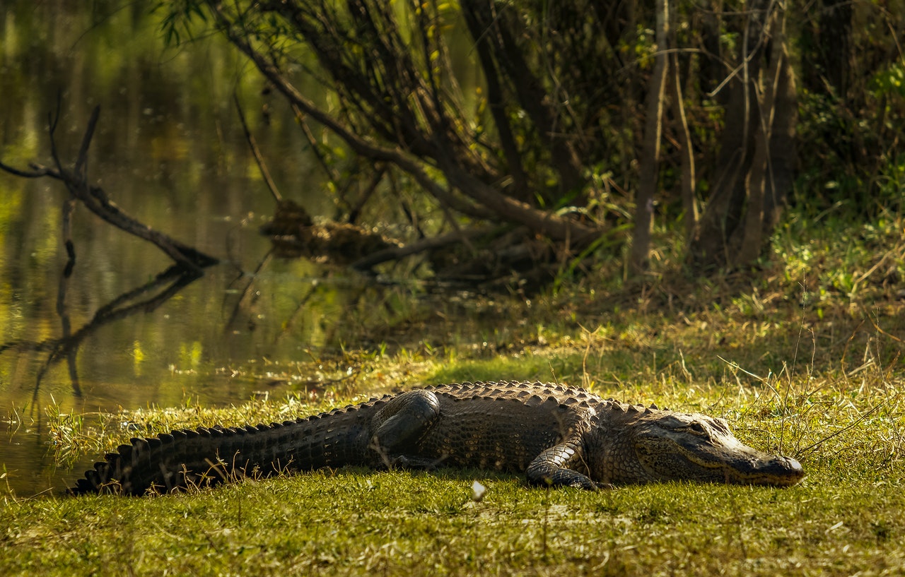 An Alligator Resting Near a Swamp