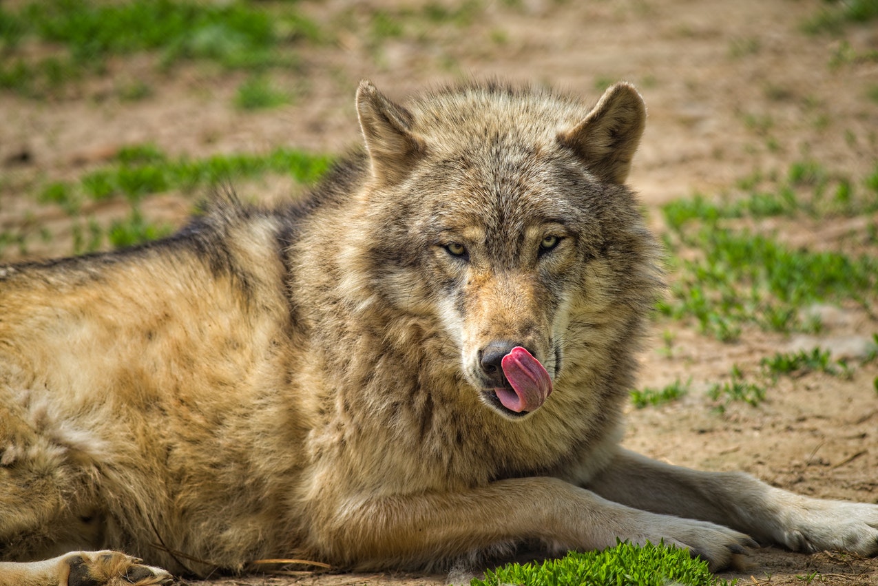 Beige and Gray Wolf on the Green Grass With His Tongue Out