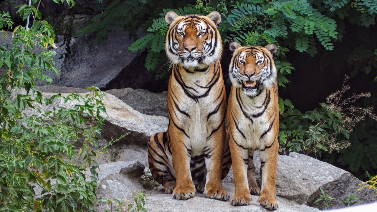 Two Orange Tigers Sitting Beside Each Other.jpg