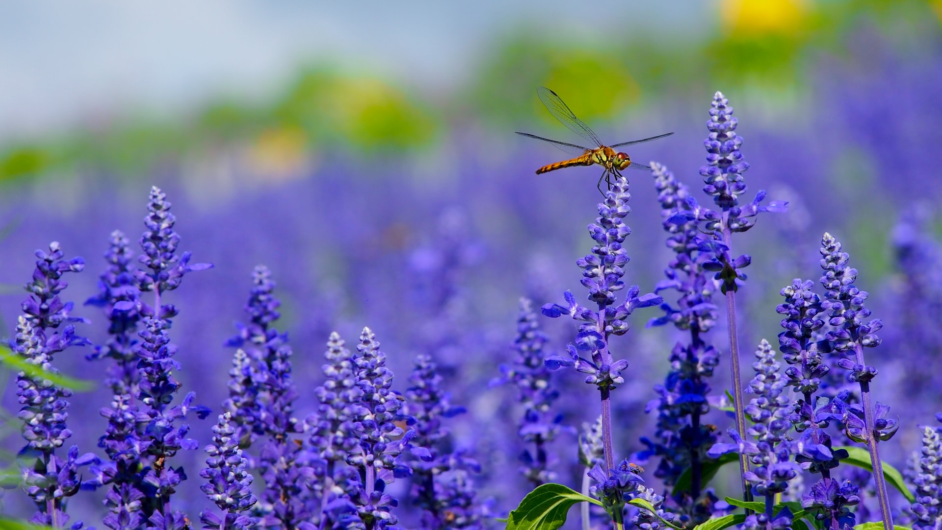 Dragonfly on a lavender flower
