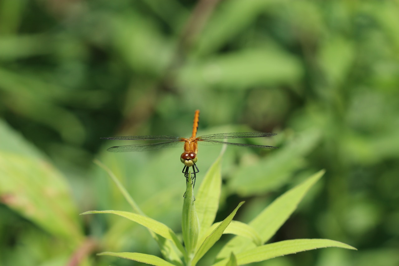 Skimmer Dragonfly Perched On Green Leaf.jpg