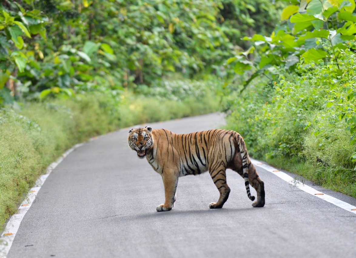 A Tiger Walking on the Road.jpg