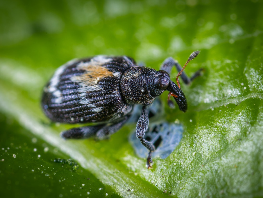 Black Insect on Top of Green Leaf.jpg