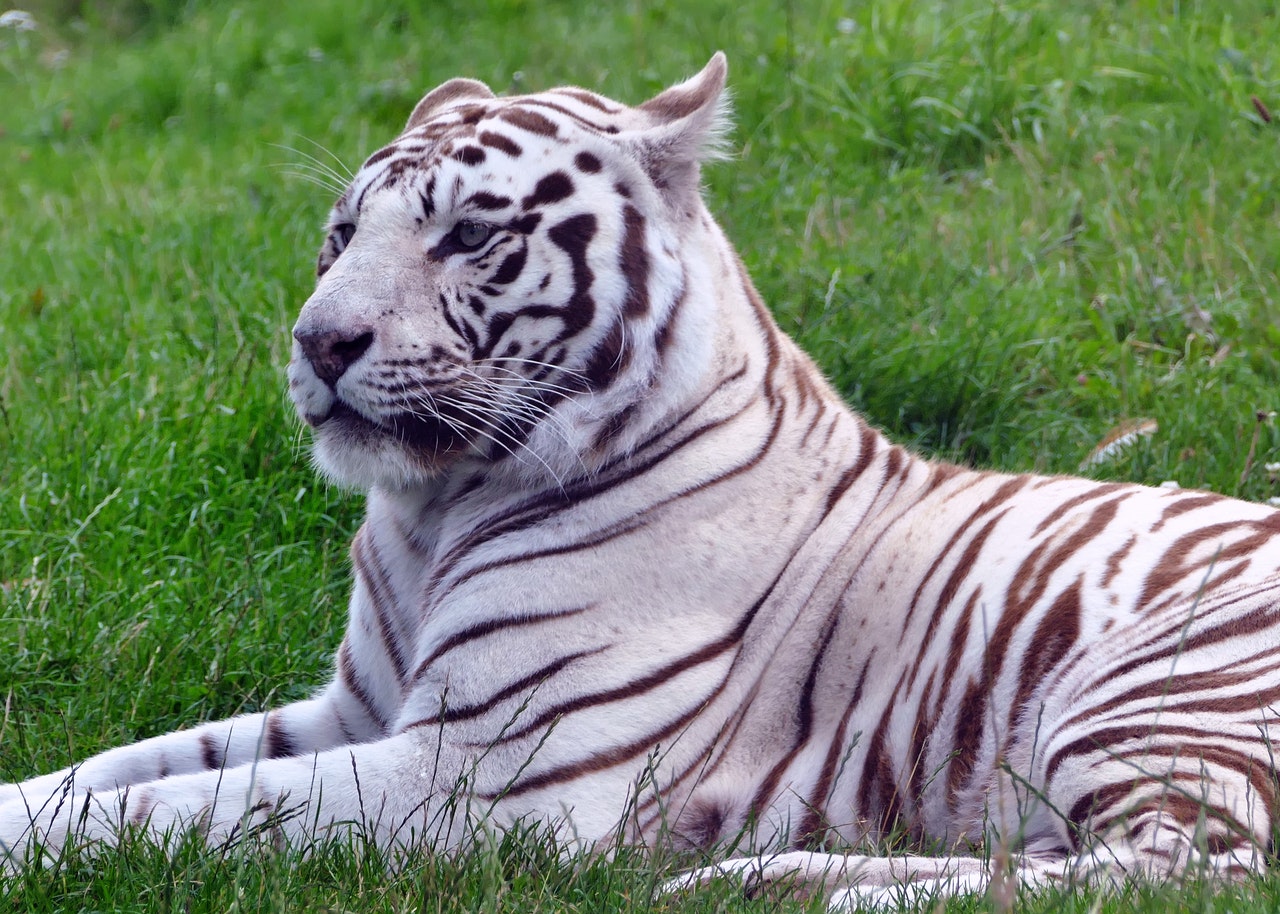 White tiger lying on grass field.jpg