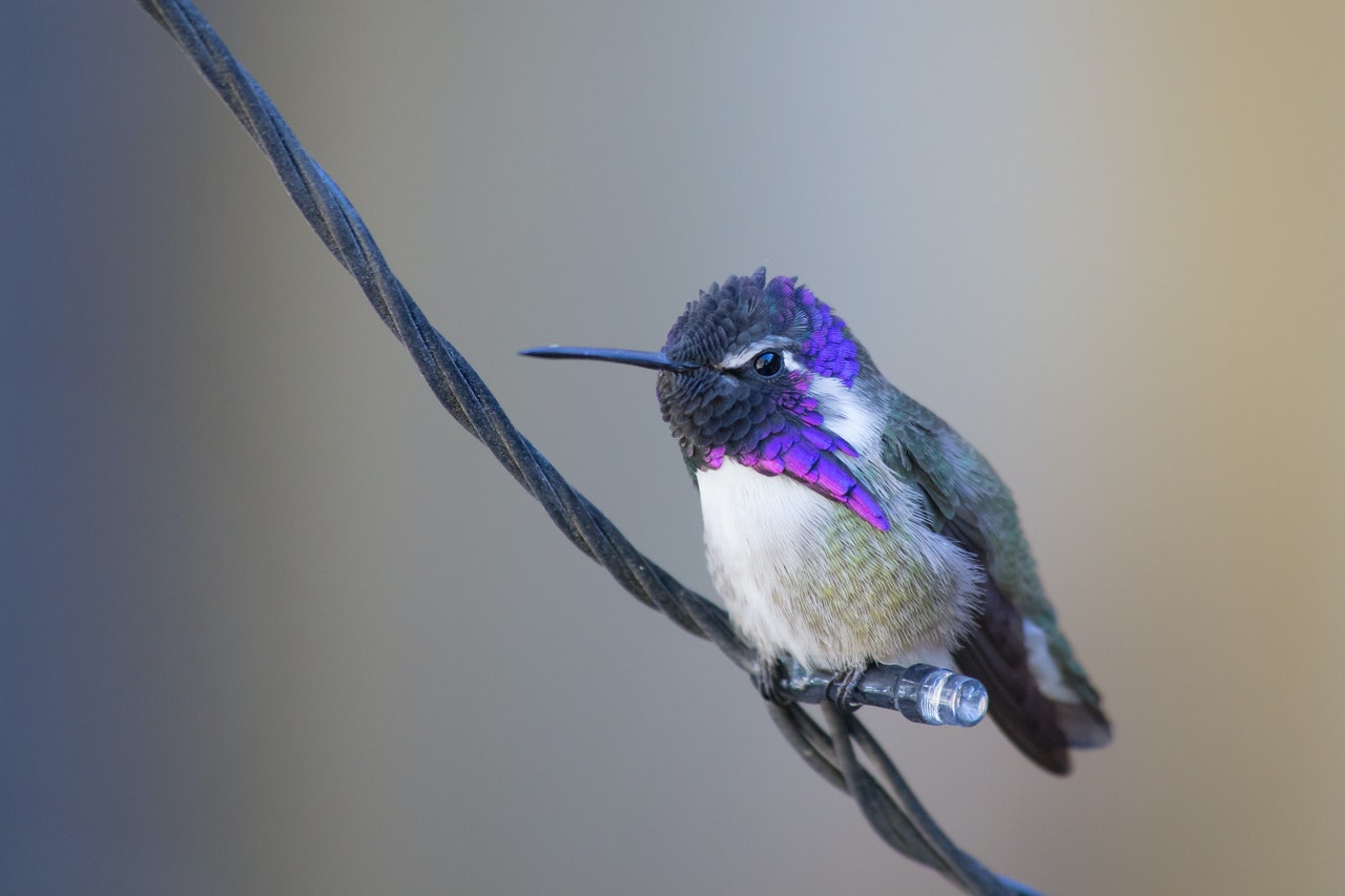 A Humming Bird Perched on a String Light.jpg
