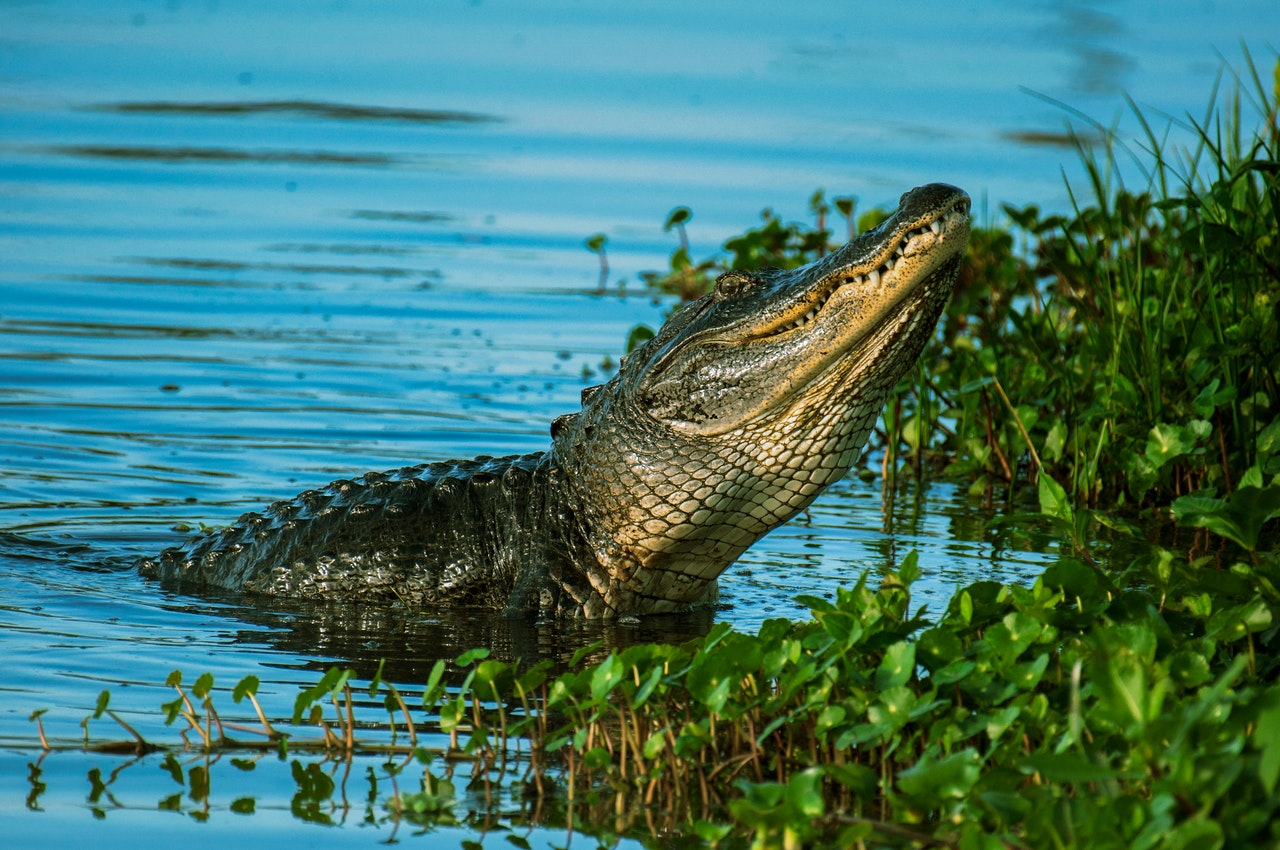 An Alligator Near the Water Plants In The Lake
