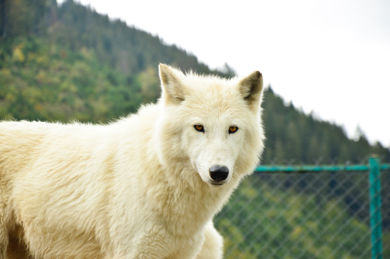 White Wolf Dreams Interpretation Spiritual Meaning - Be Aware Of A Situation In Your Life