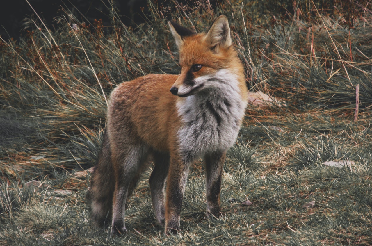 Fox Spiritual Meaning Symbolism - Wise, Independent, Playful And Mischievous