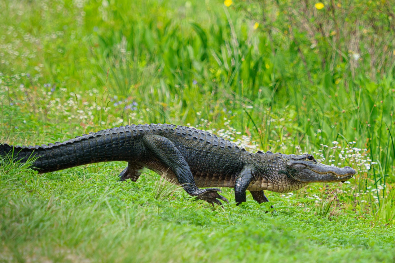 Brown Crocodile Walking On A Grass Field