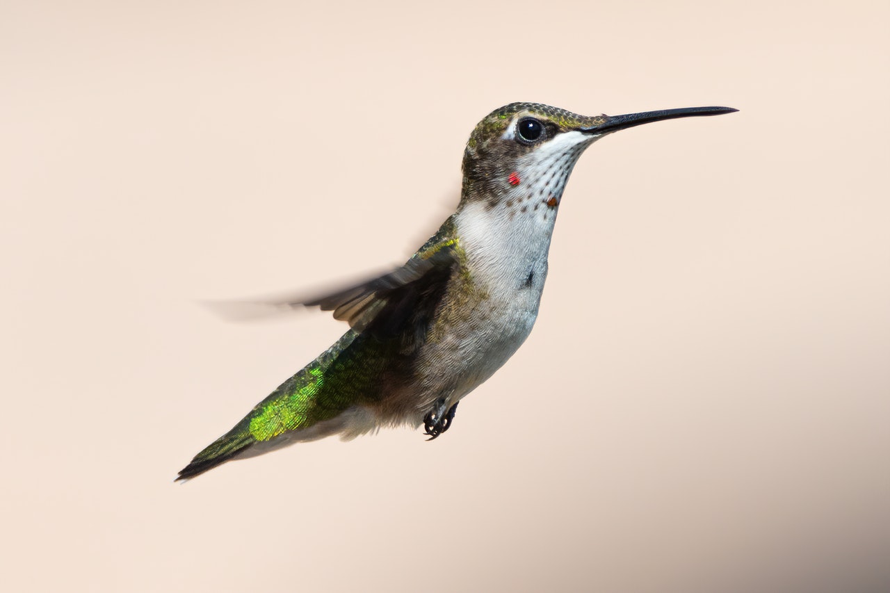 Close-up of a Hummingbird.jpg