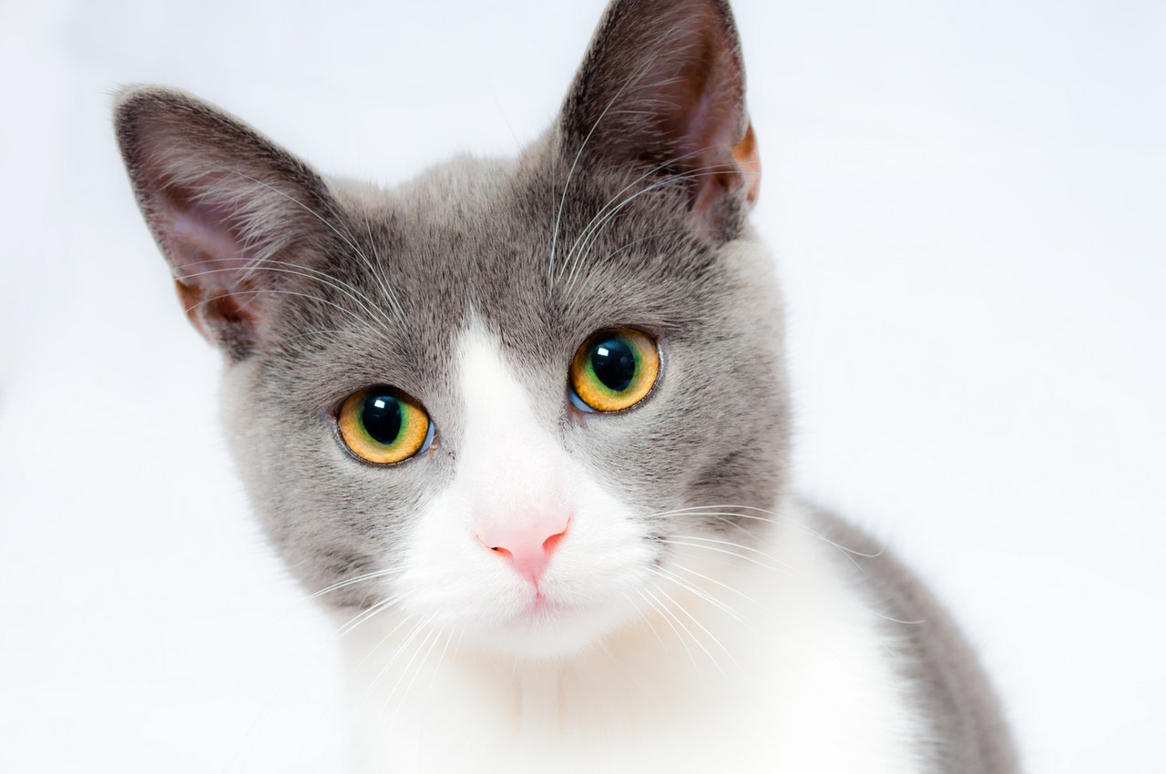 Grey and White Short Fur Cat.jpg