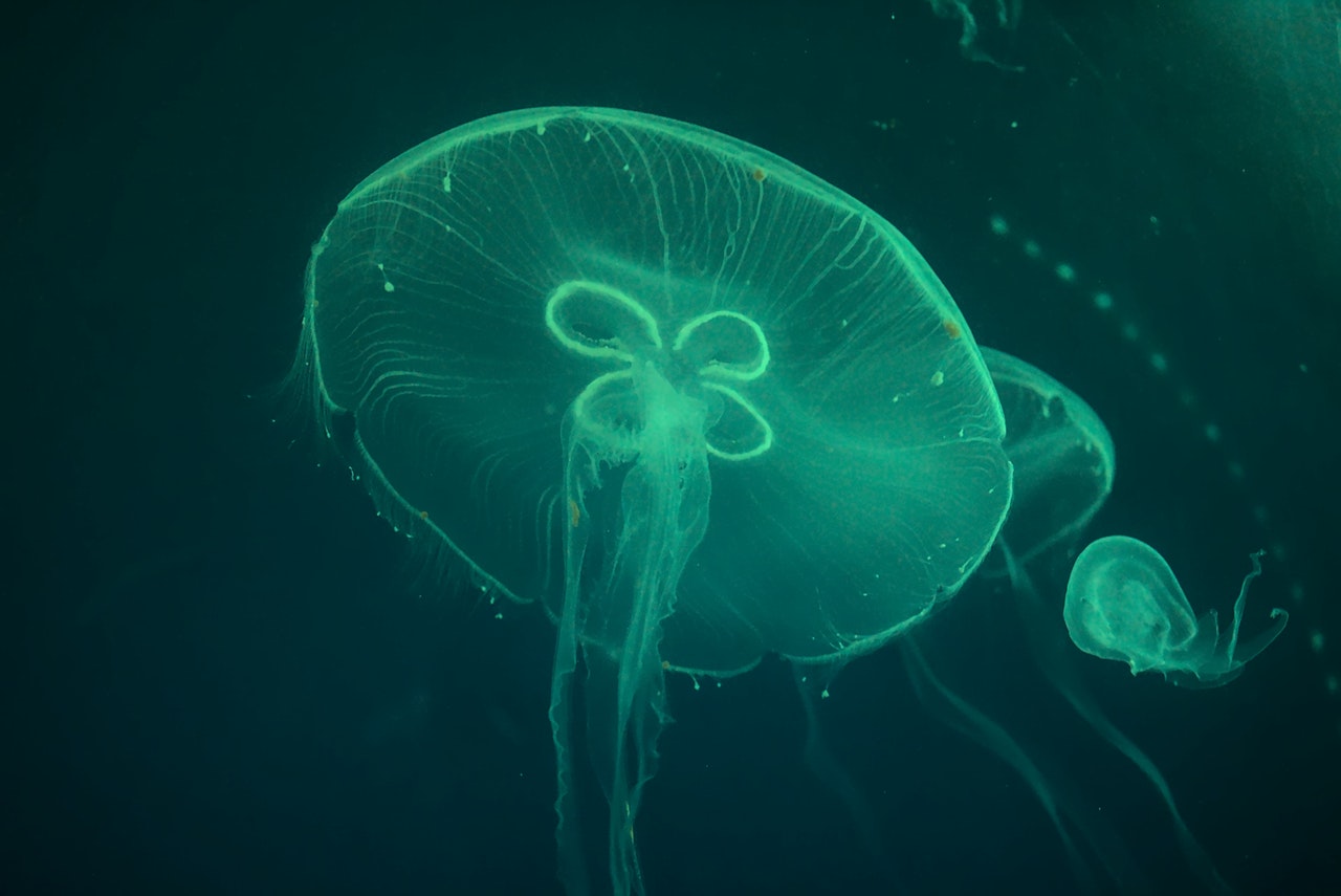 Close-Up of Jellyfish in the Sea