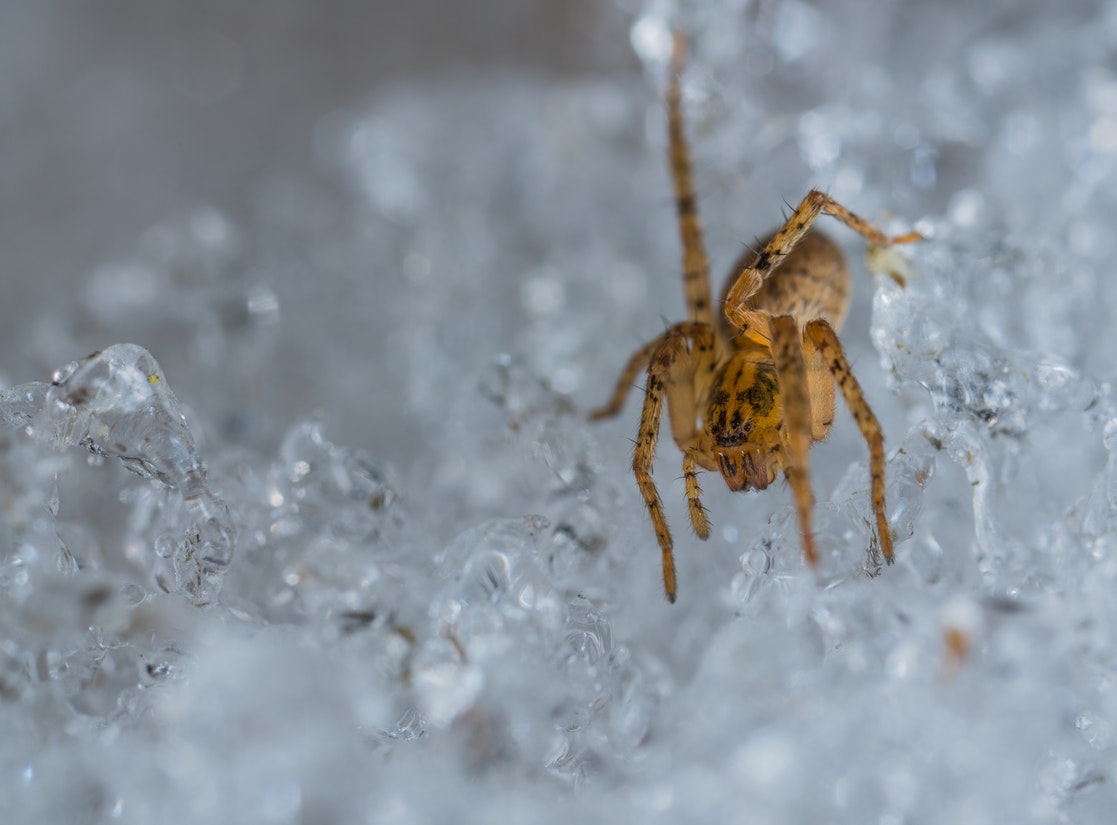 Brown spider on ice.jpg