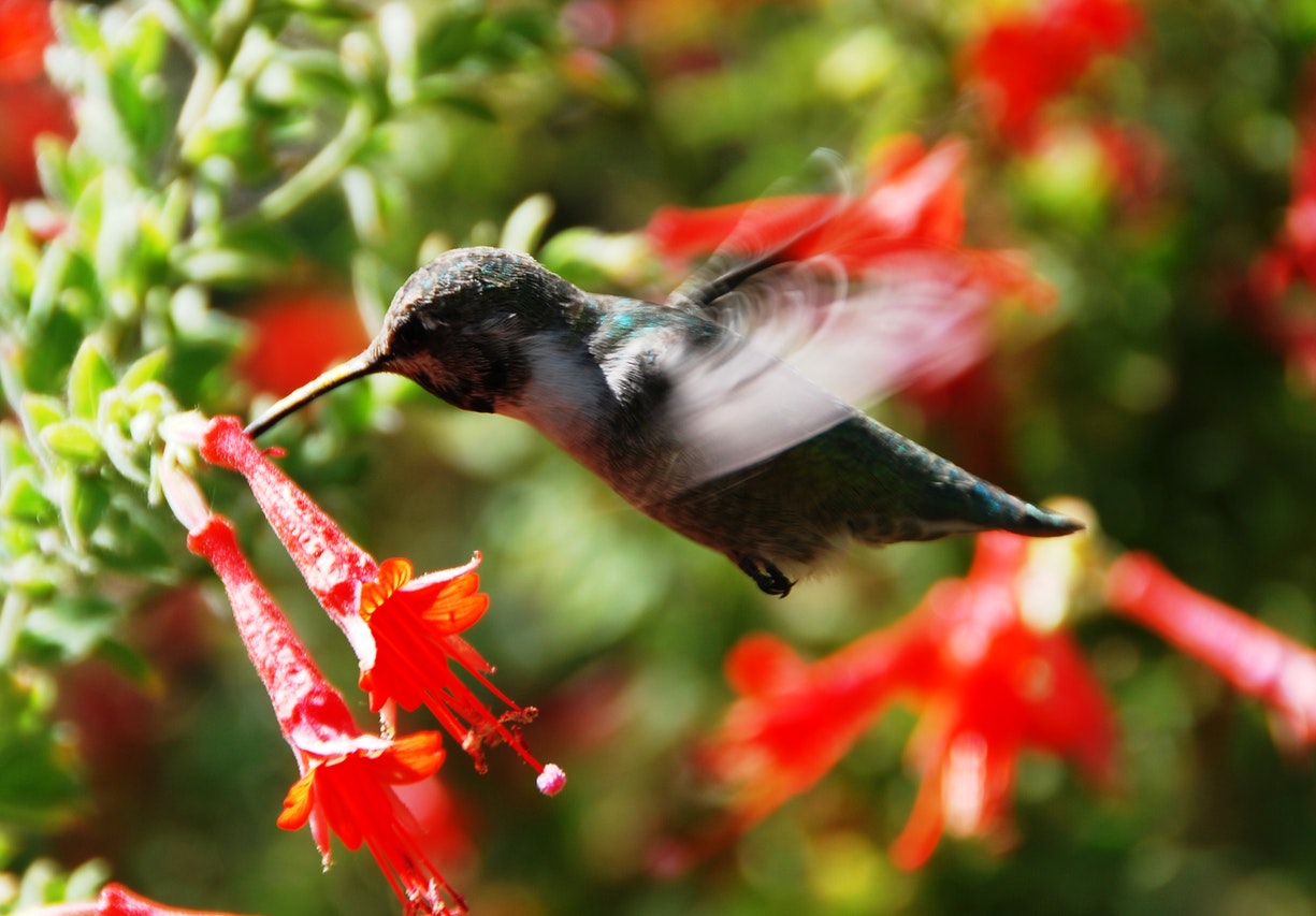 Black Hummingbird.jpg