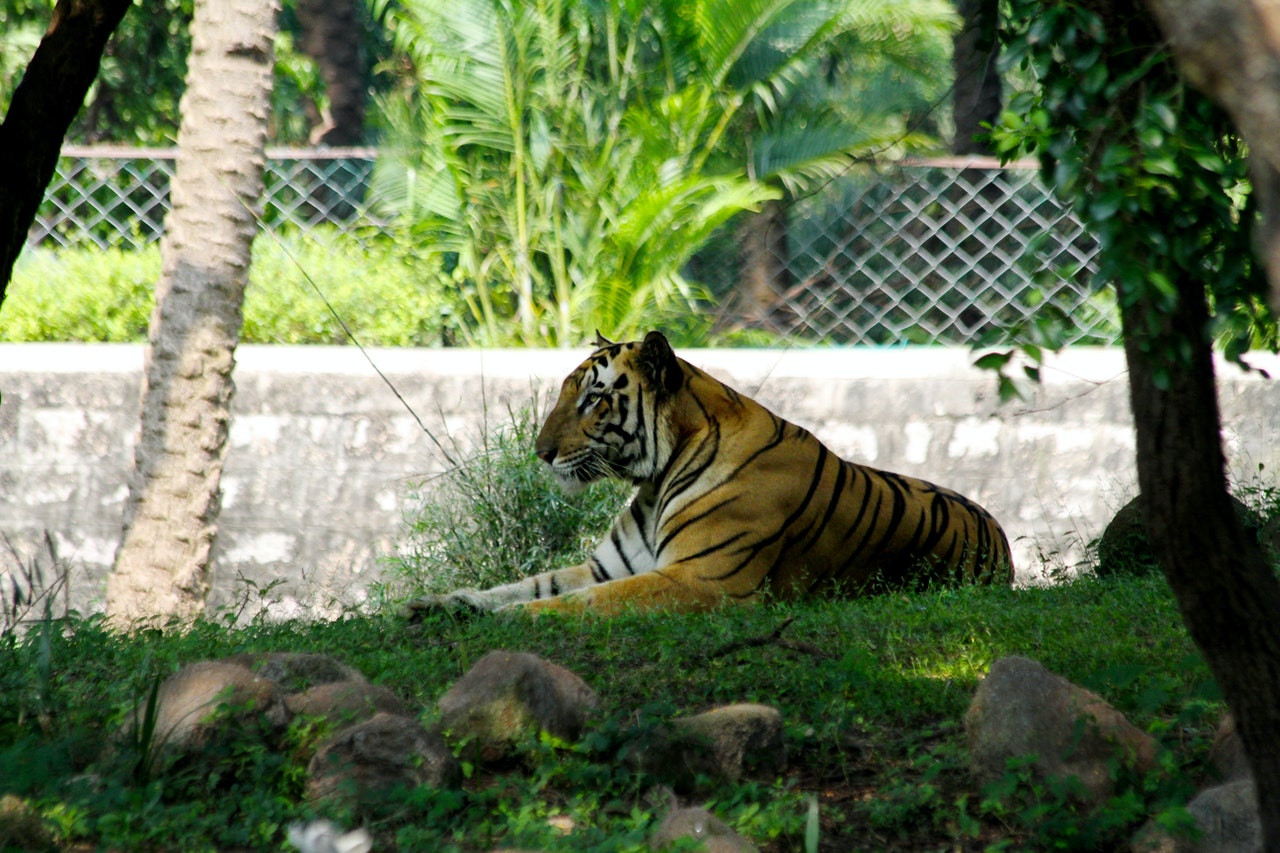 A Bengal Tiger Lying on Ground.jpg