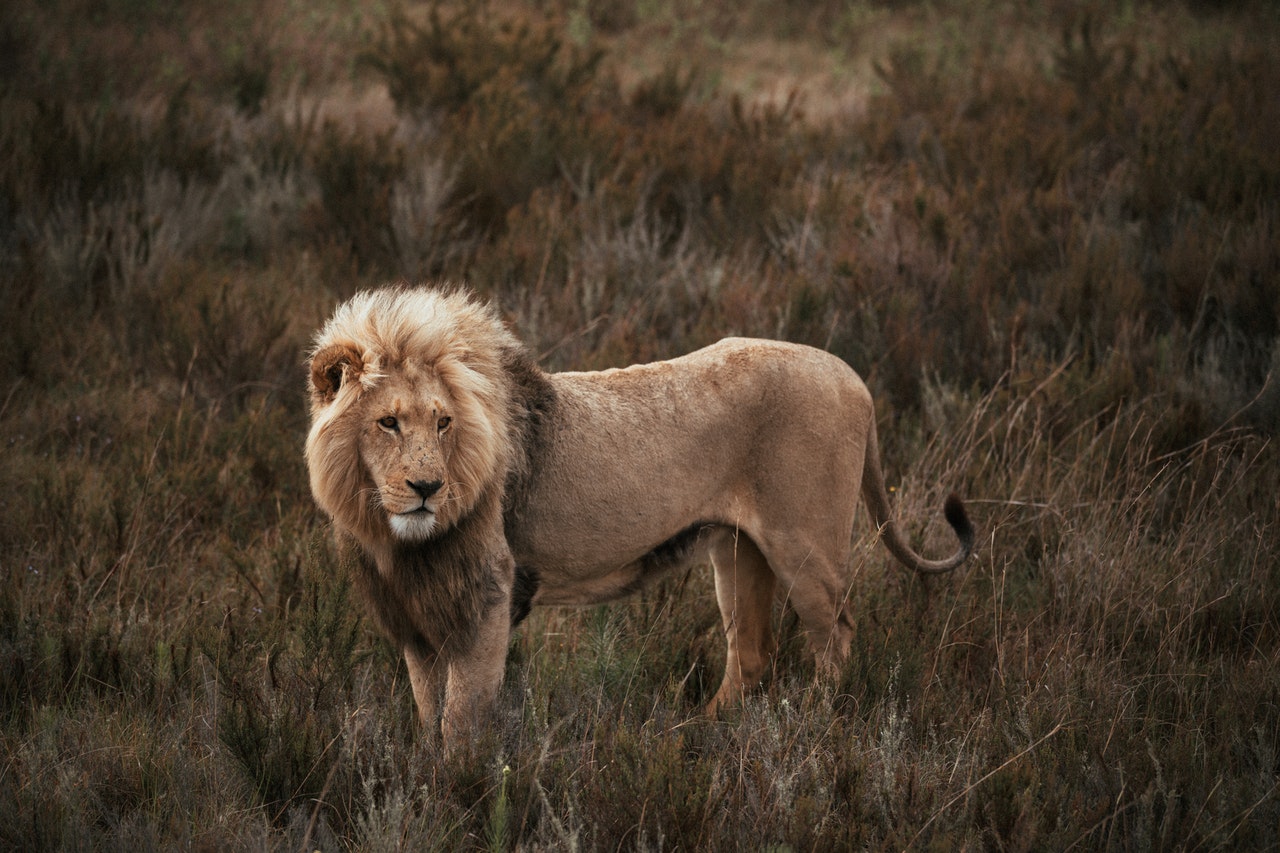 A Lion Standing on a Grassy Field.jpg