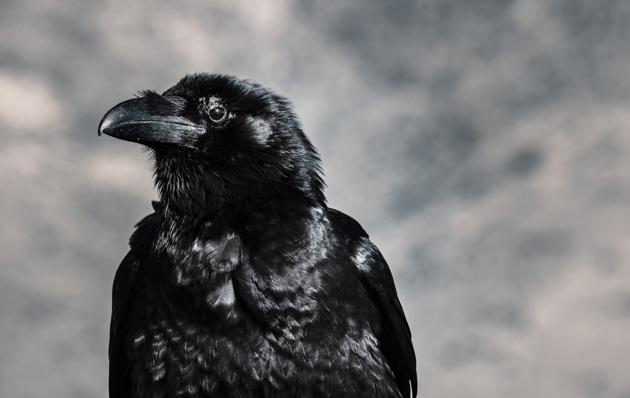 Selective Focus shot of Black Crow.jpg