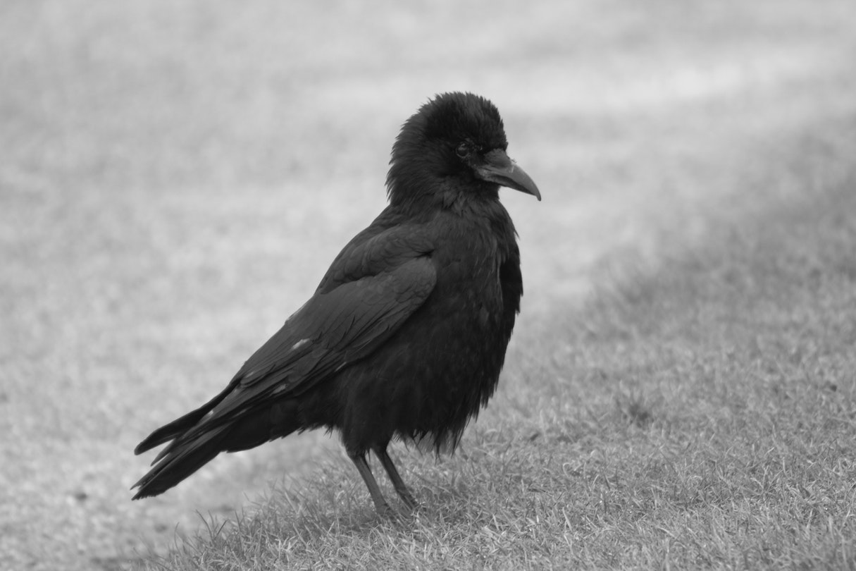 Black Crow standing on grass.jpg