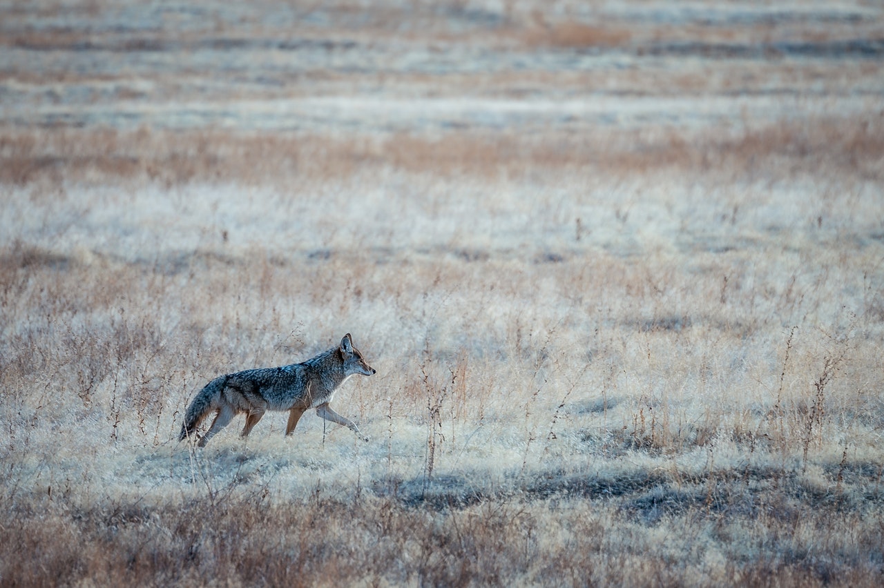 Calm coyote walking along dry grassy terrain.jpg
