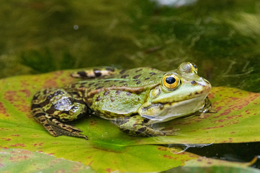 Seeing A Frog Meaning Spiritual Symbolism - Signify Transformation, Change, Cleanse Through Water And Fertility