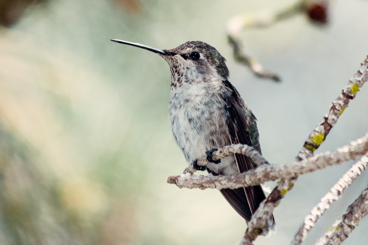 Seeing A Hummingbird Meaning Spiritual Symbolism -  Appreciate Life And Its Little Pleasures